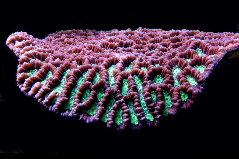 a coral with very large and green fins