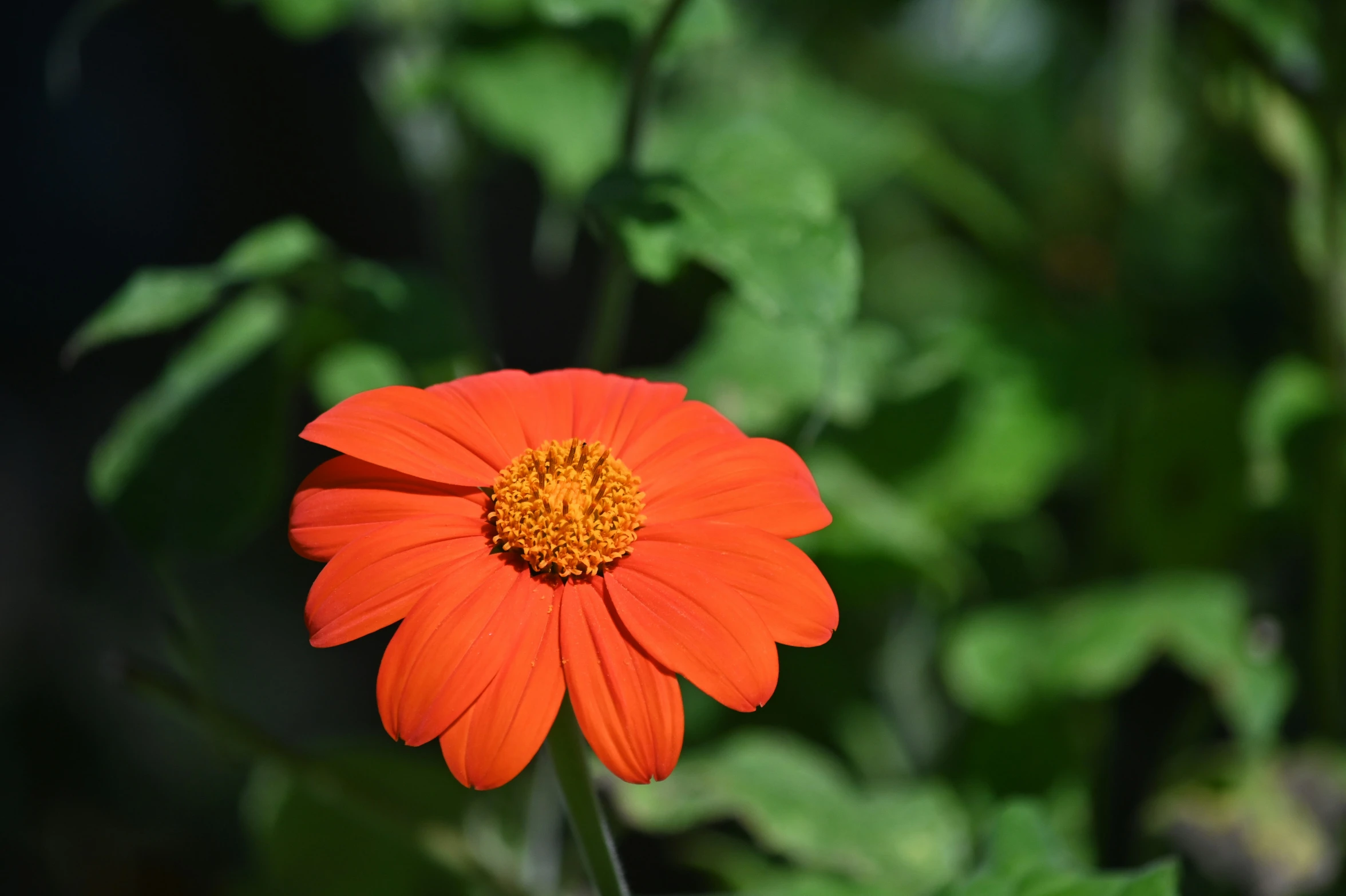 an orange flower in the midst of leaves