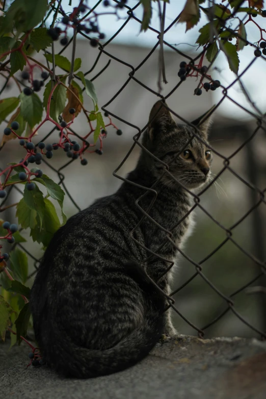 a cat sitting in between a chain link fence and a tree