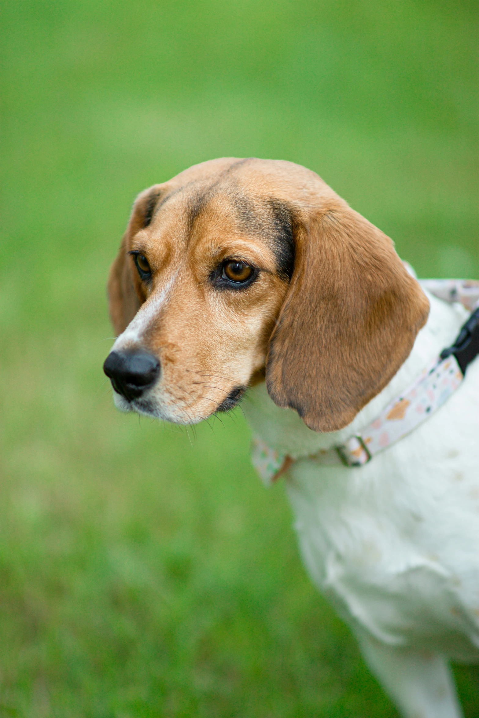 a brown and white dog sitting in the grass