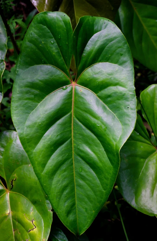 large leaf with tiny holes on it sitting among other leaves