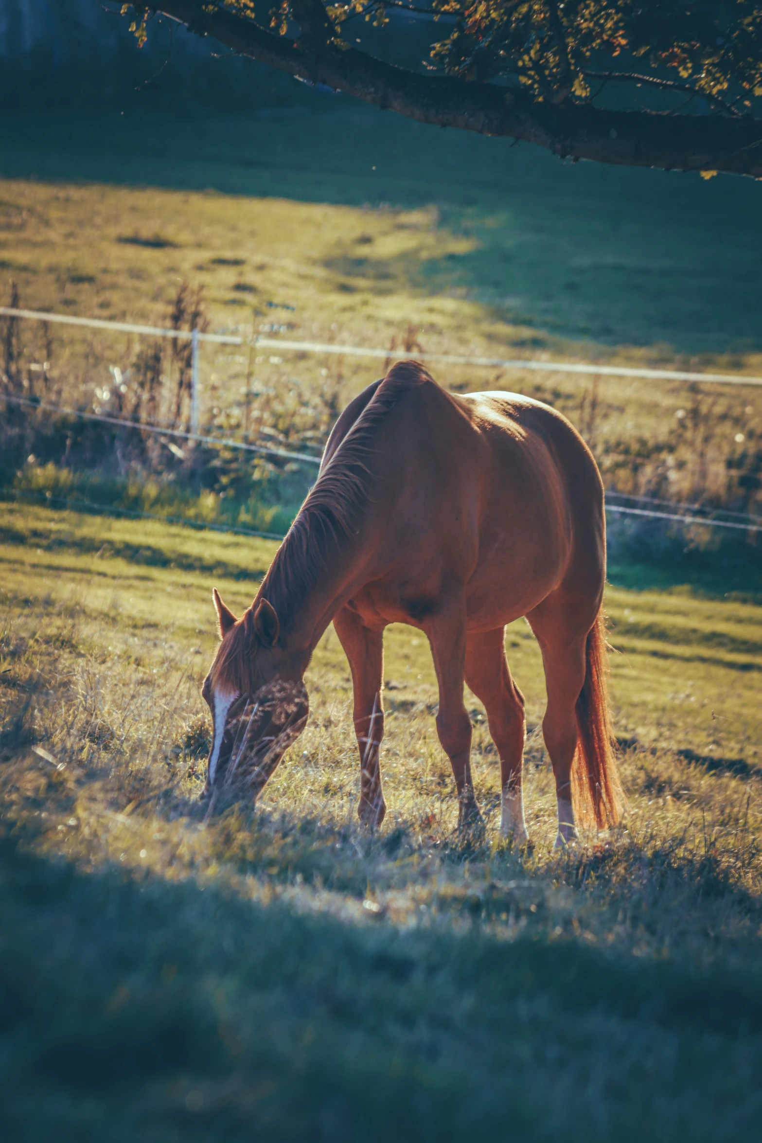 a horse eating in the middle of a grassy field