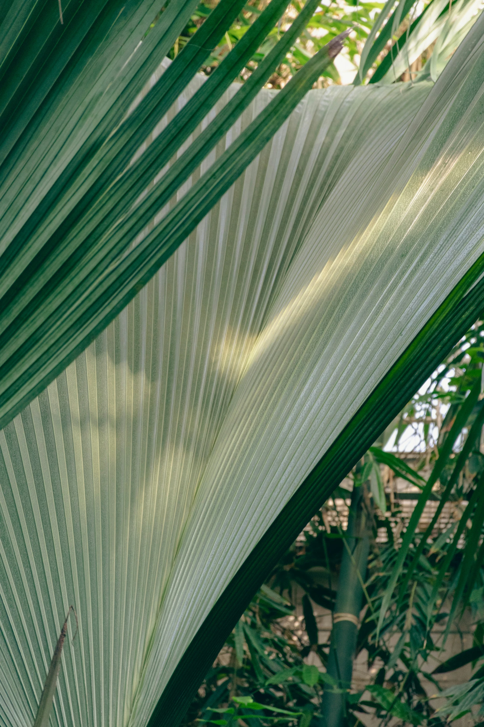 a palm tree with a long green leaf