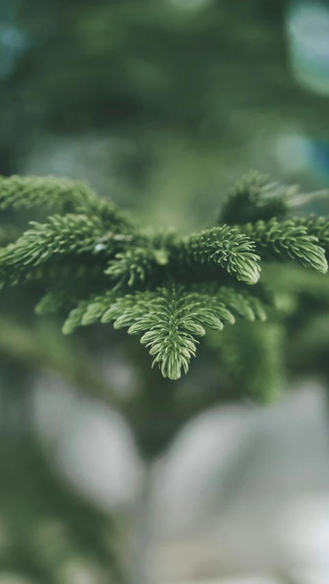 the nch of a pine tree in a blurry image