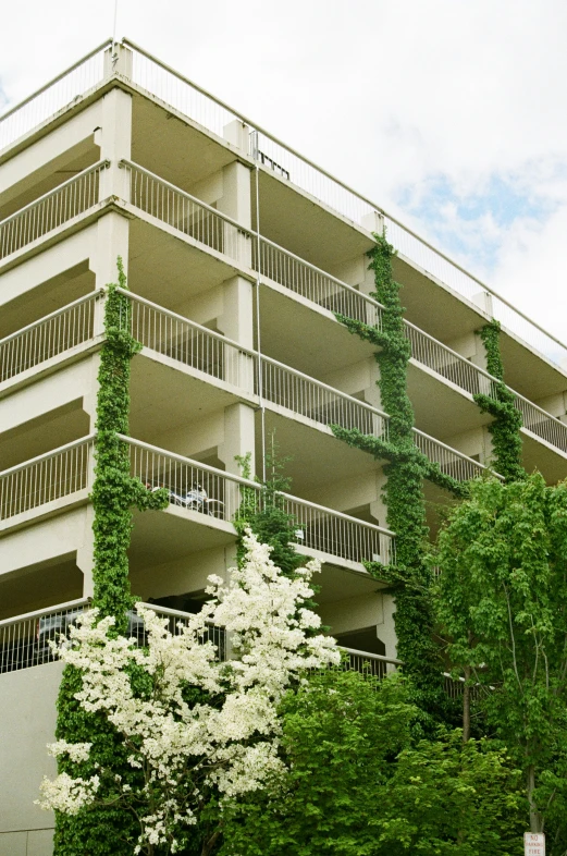 white flowers are growing on the plant life on this building