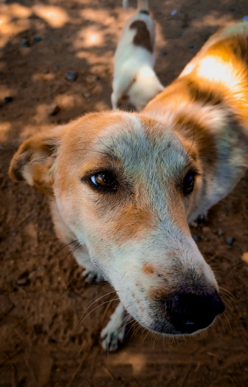 a close up of a brown dog with a black nose