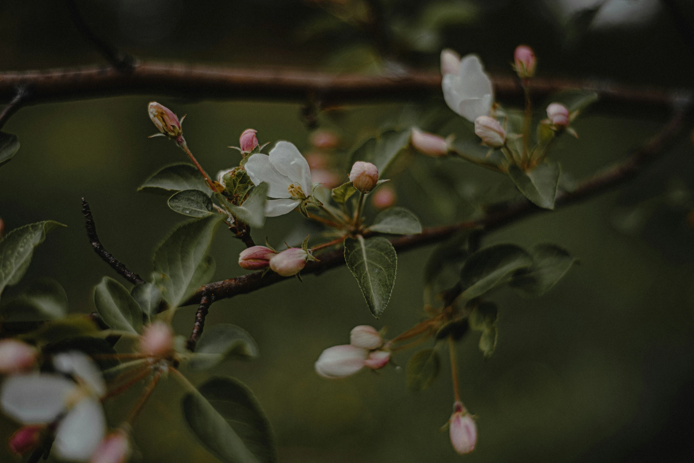 nches of trees with white and pink blossoms