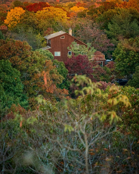 autumn is starting to show up in the wooded area