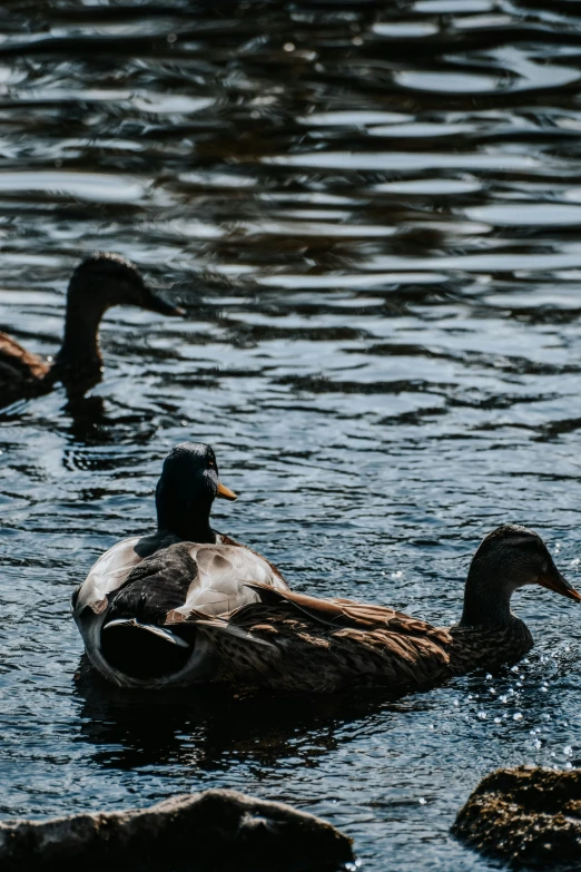 two ducks that are floating in the water