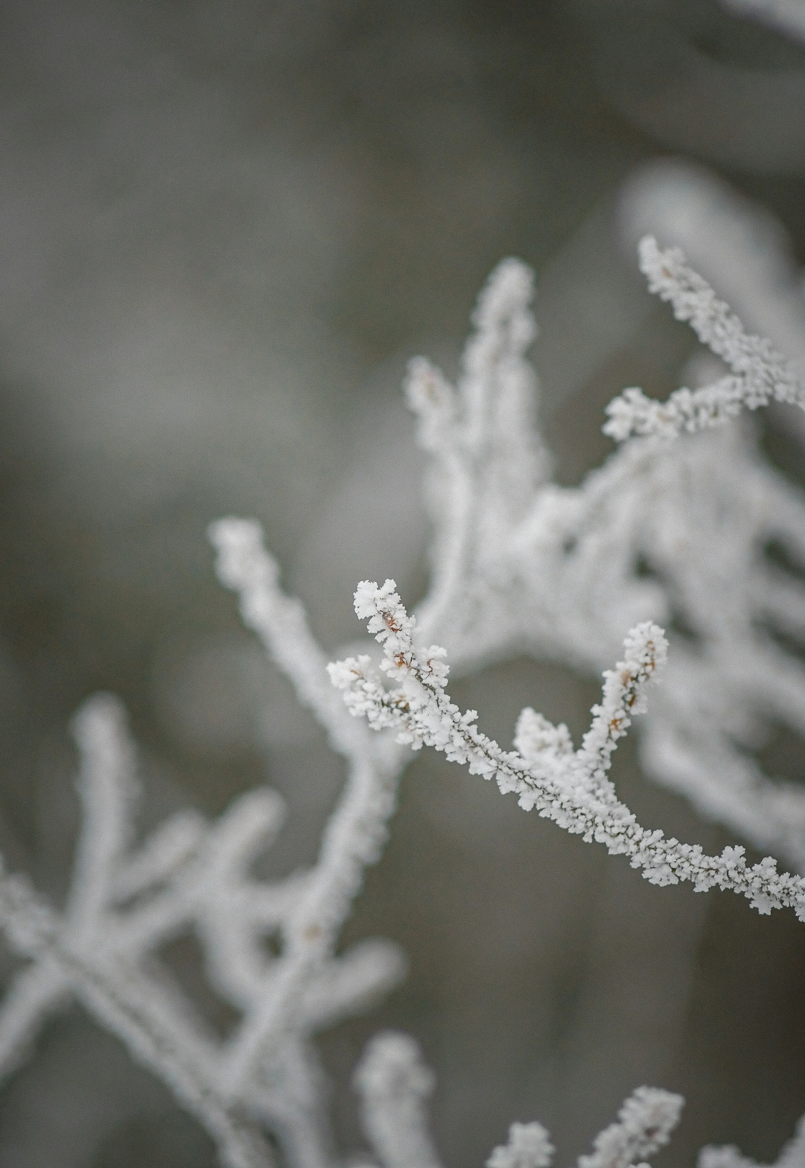 frost covered nches on a sunny day