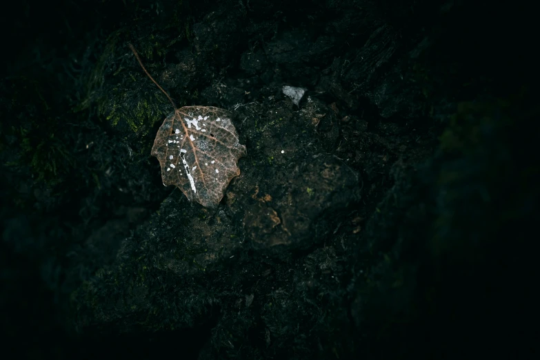 an aerial view of a leaf on the ground