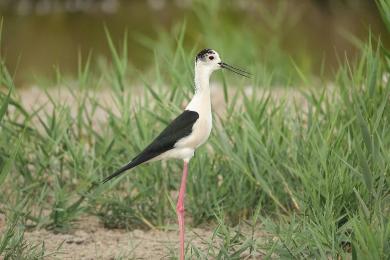 a close up of a bird standing on some dirt