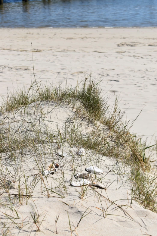 birds standing in the sand of a beach