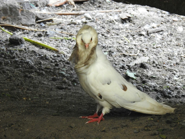 a small bird is standing up in the dirt