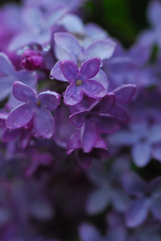 a bunch of pink flowers with purple centers