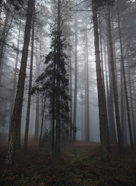 a black and white po of a foggy forest