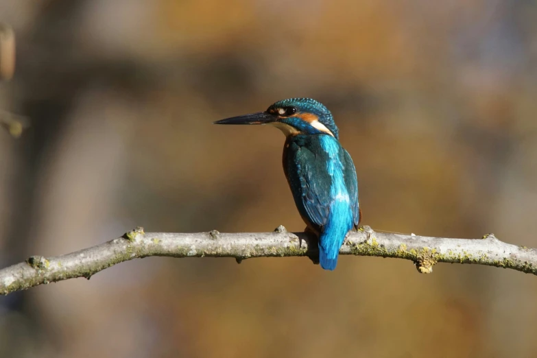 a colorful bird perched on a tree nch