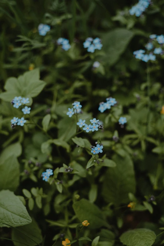 a group of small blue flowers in the grass