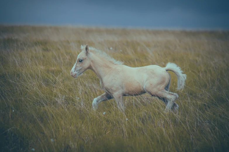 a horse running across a tall field covered in grass