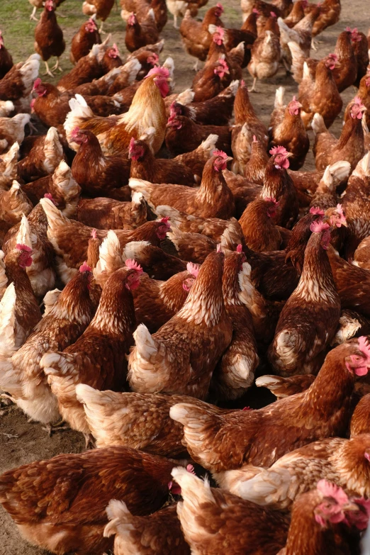 a group of chickens that are standing in the dirt