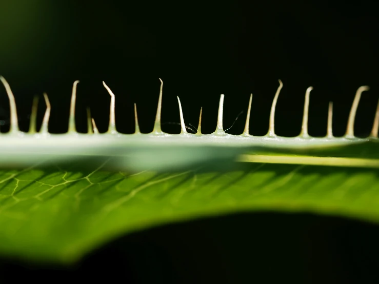 the long blades of the plant have small drops of water on them