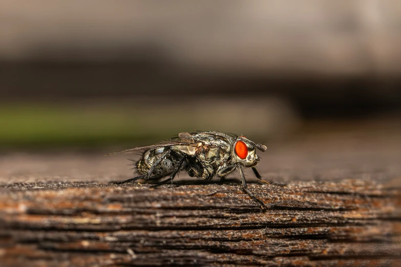 a large fly perched on the side of a piece of wood