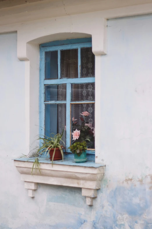 there is a potted plant in front of a blue window