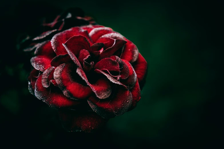 a rose that is on some black ground