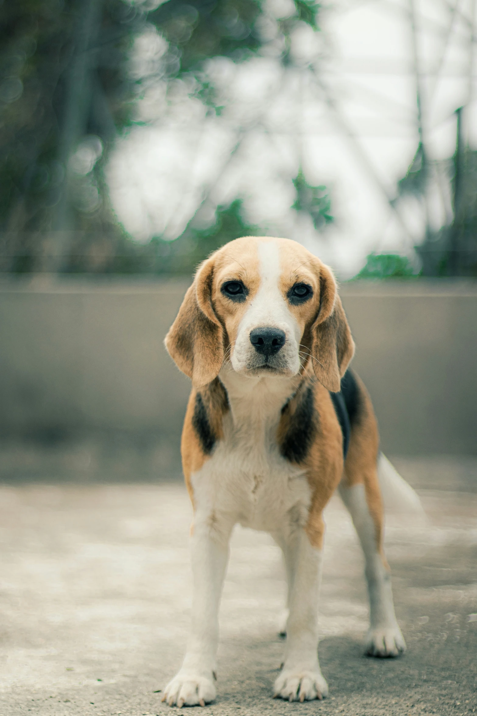 small beagle dog sitting on cement looking at the camera