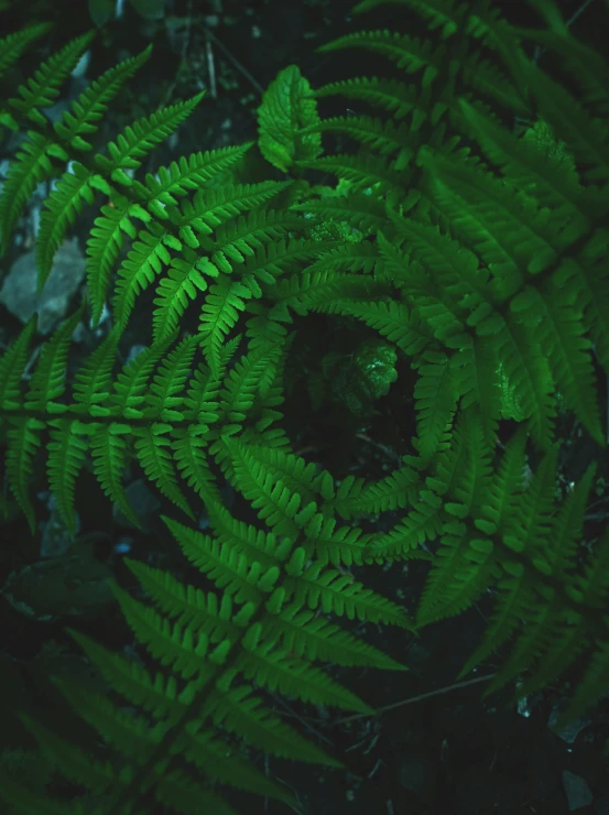 green ferns are close together on the ground