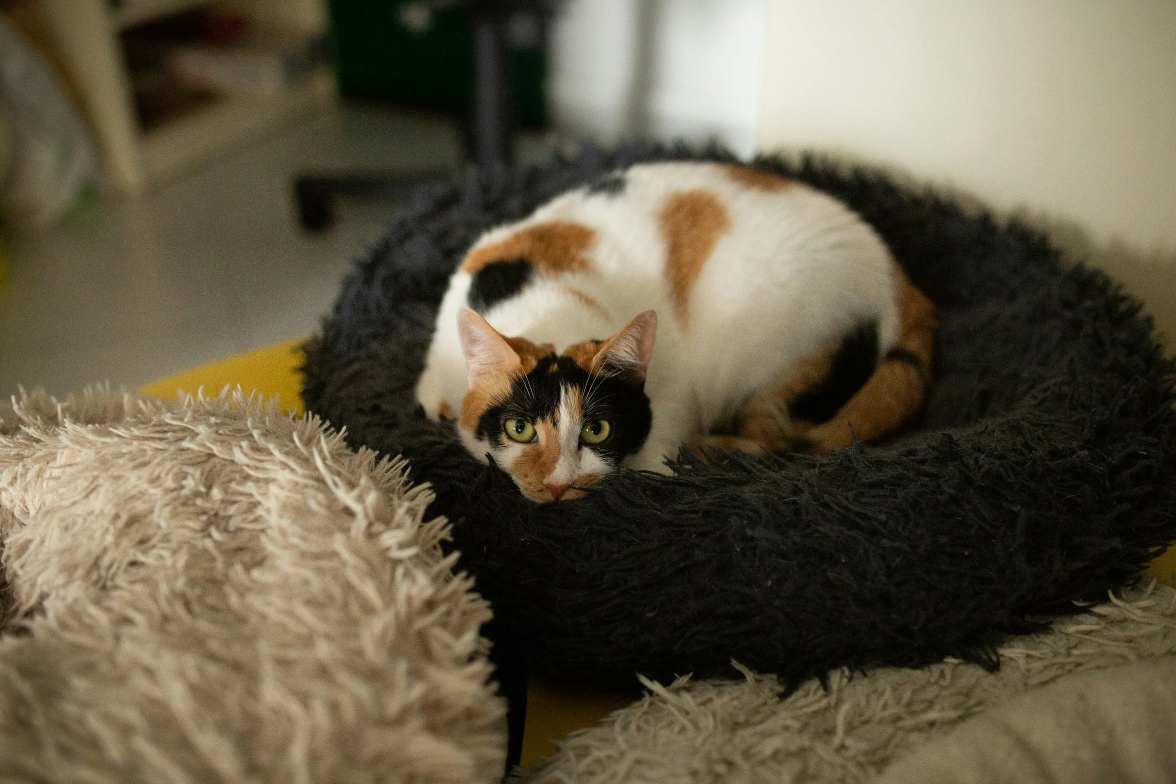 cat sitting in bed on a fuzzy blanket