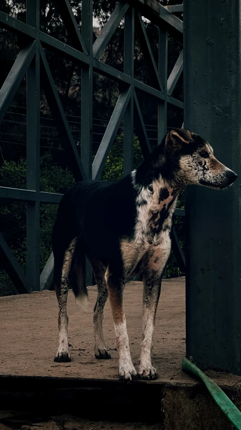 a dog on concrete outside standing up with its mouth open