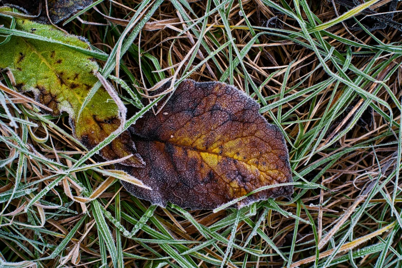 frosted leaf on the leaves of a bush