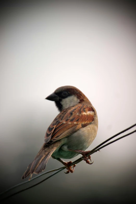 a bird that is sitting on a wire