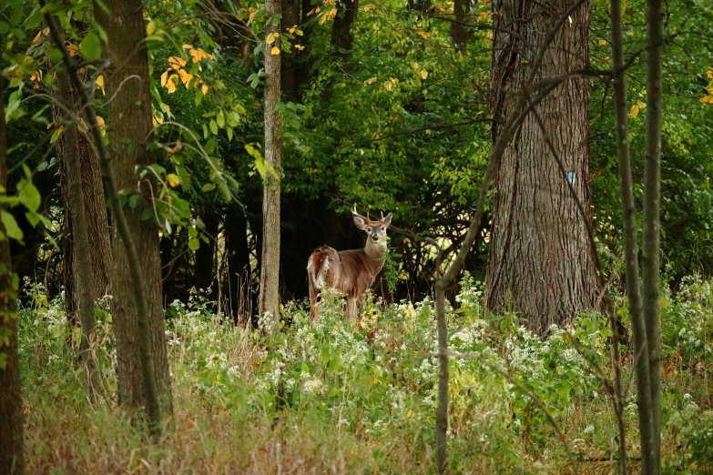 the animal is looking out of the forest