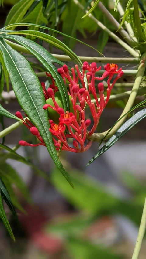 red flowers that are growing on a tree