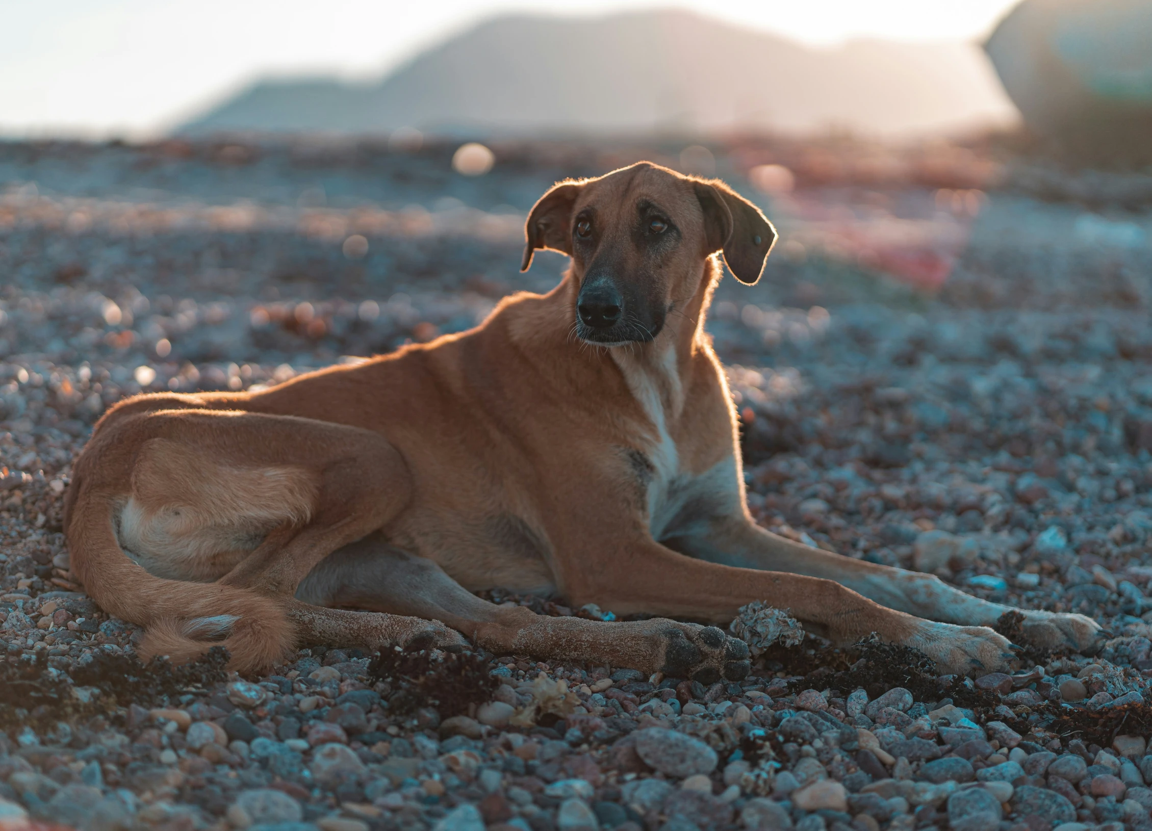 a dog with his head turned to the side laying down