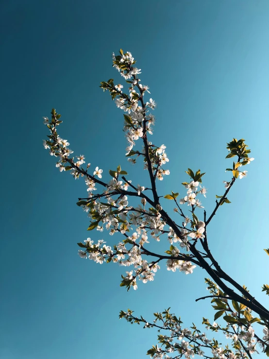 a flowering tree with white flowers is shown