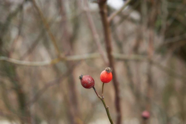 a couple of red berries on a twig in a field