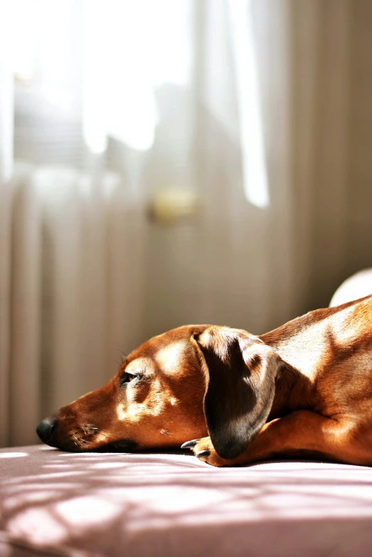 an adorable dachshund dog laying down on a bed