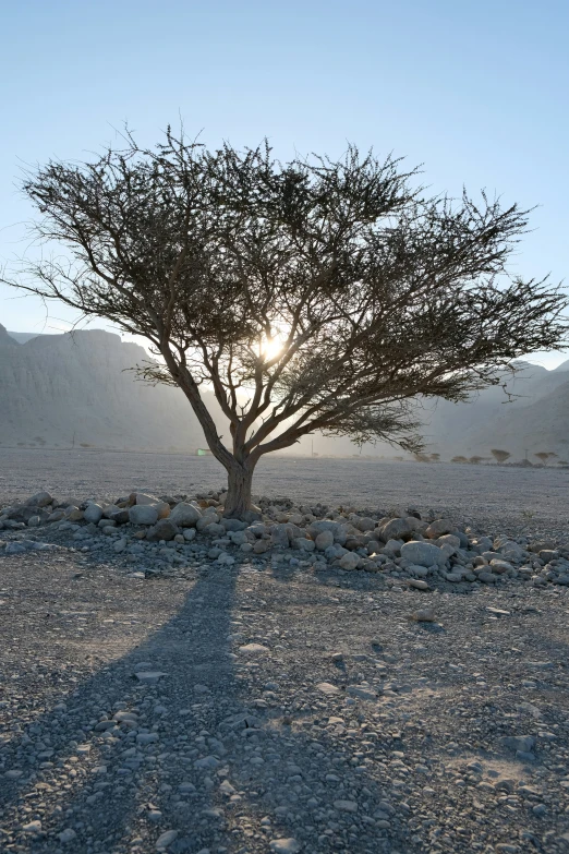 there is a tree that is standing alone in the middle of the desert