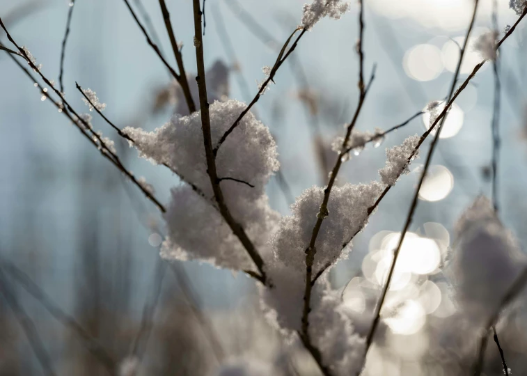 some trees have some grass and snow on them