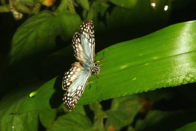 two moths on a green plant with raindrops