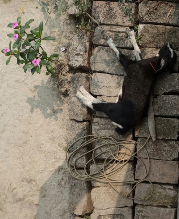 a black and white cat laying down on the pavement