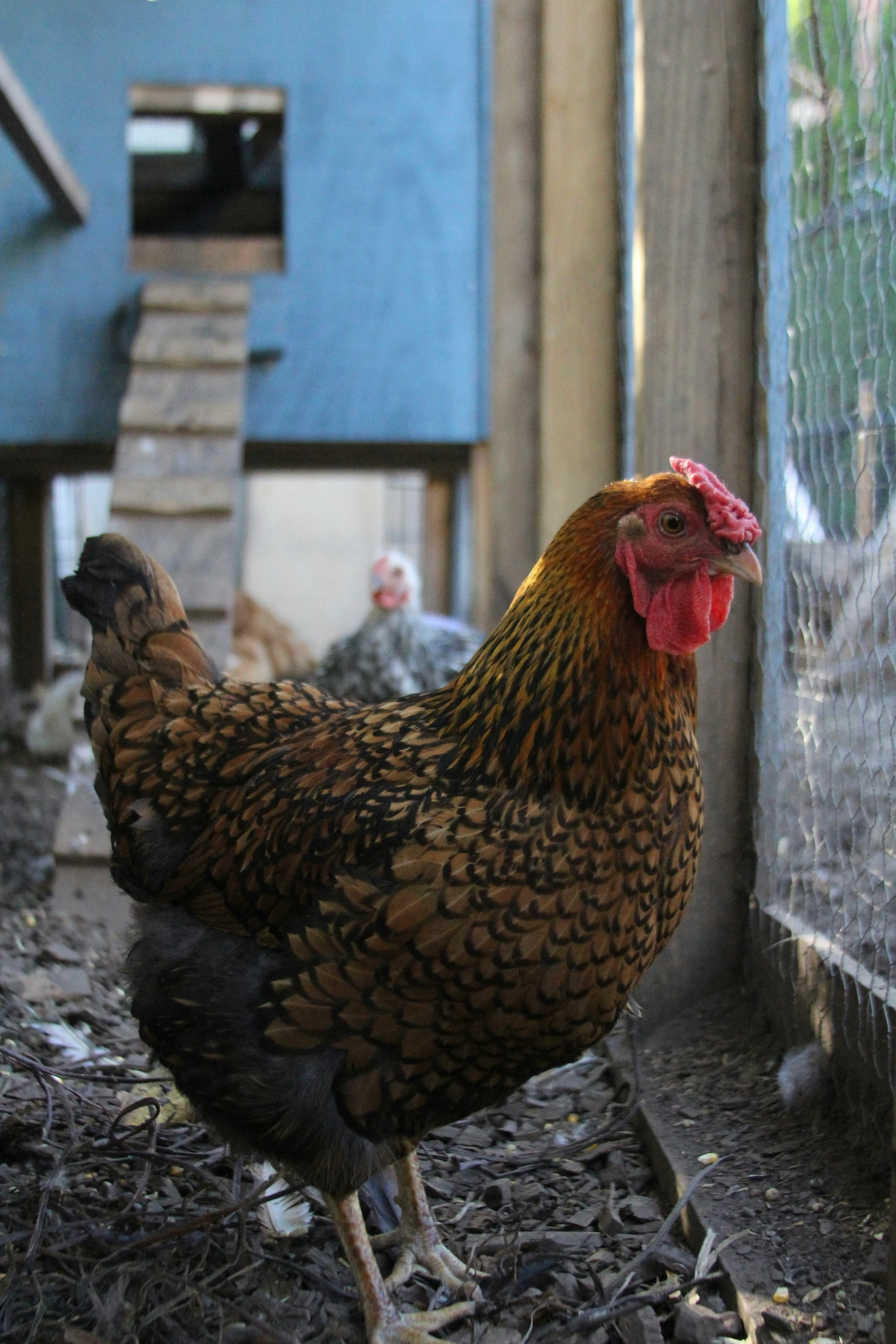 there are two chickens in the pen