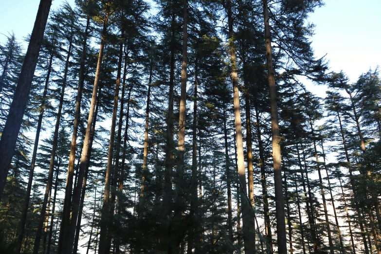 a tall tree stands surrounded by the pine trees