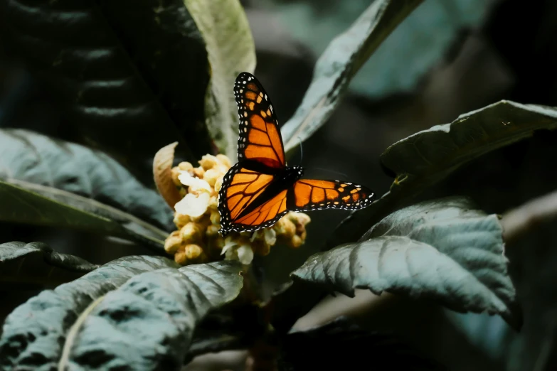 a monarch erfly sitting on a flower