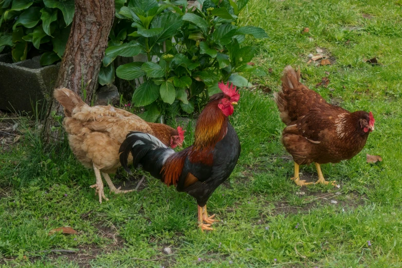 two roosters in a field next to a tree