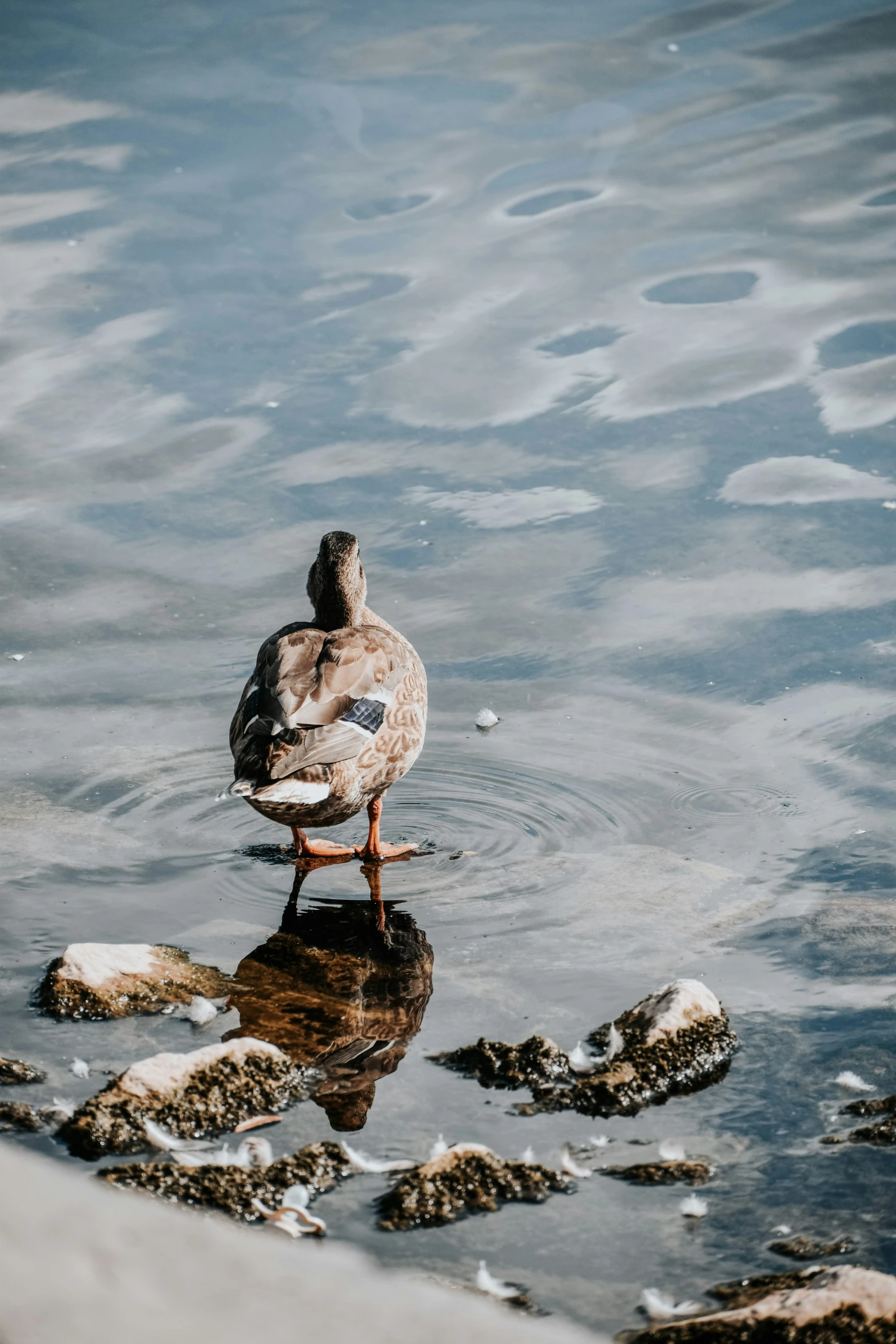 a bird with black and white patches stands in the water