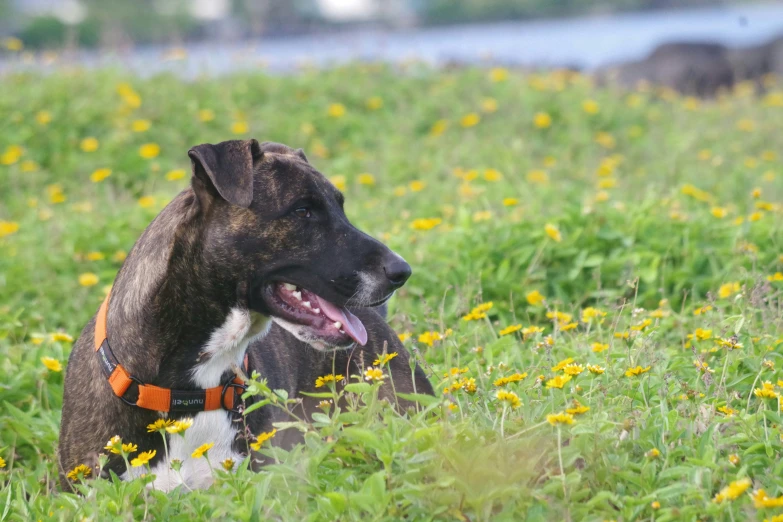 a dog laying in a field full of flowers